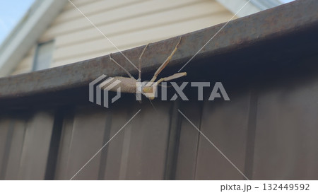 A large brown mantis moves slowly along a fence. Insects in nature. A large brown mantis moves slowly along a fence. Insects in nature. 132449592