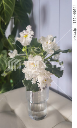 Decorative violets for home decor, indoor plants Drip irrigation Room decoration 132449644