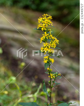 アキノキリンソウの花 132449727