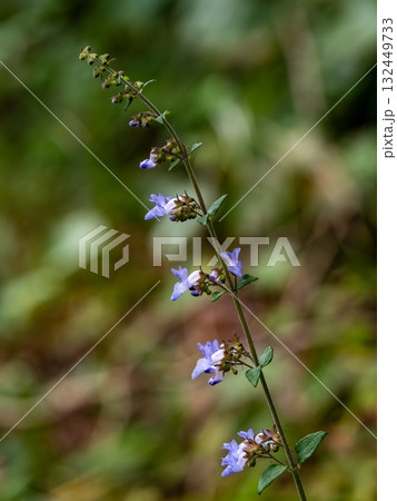 山の道端に生えていたイヌヤマハッカ 132449733