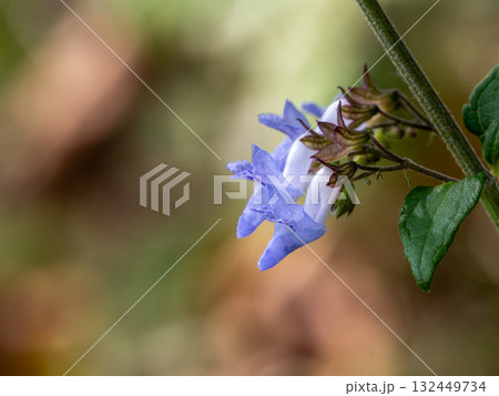 山の道端に生えていたイヌヤマハッカ 山の道端に生えていたイヌヤマハッカ 132449734