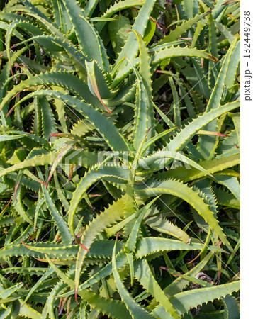 密集して生えているキダチアロエ 132449738