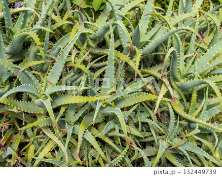 密集して生えているキダチアロエ 132449739
