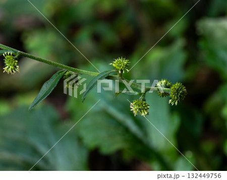 日陰に生えているシュウブンソウの花 132449756