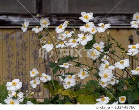 白いシュウメイギク（秋明菊）の花 132449760