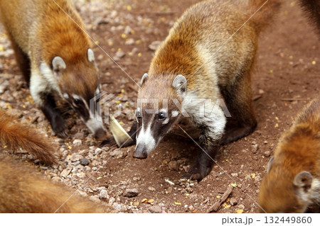 Coati ring Tailed Nasua Narica animal Coati ring Tailed Nasua Narica animal 132449860