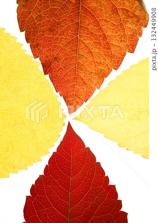 Autumn, fall leaves decorative still at studio white background 132449908