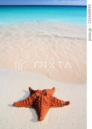 caribbean starfish tropical sand turquoise beach caribbean starfish tropical sand turquoise beach 132449950