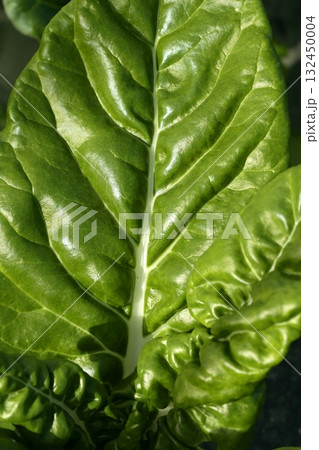 green chard cultivation in a hothouse field 132450004