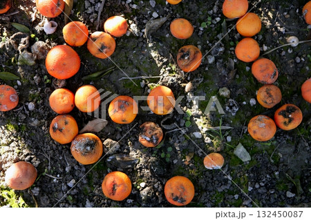Rotten orange citrus on the floor Rotten orange citrus on the floor 132450087