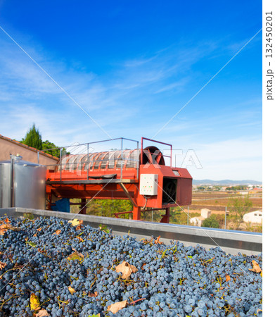 cabernet sauvignon wine grapes and round press cabernet sauvignon wine grapes and round press 132450201