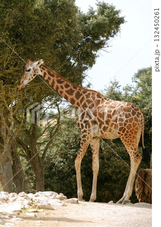 Giraffe eating stand up from a tree profile  132450261