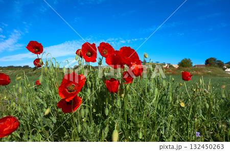 Spring meadow Camino Santiago Levante Spring meadow Camino Santiago Levante 132450263