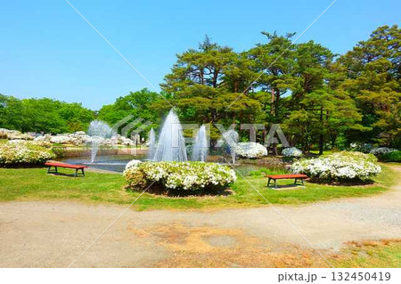 満開のつつじ ツツジ 白つつじ公園 松ヶ池公園 長井市 満開のつつじ ツツジ 白つつじ公園 松ヶ池公園 長井市 132450419