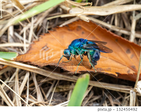 枯葉の上にとまっている美しいオオセイボウ 枯葉の上にとまっている美しいオオセイボウ 132450492