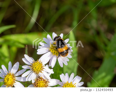 ノコンギクの花にいるオオハナアブ ノコンギクの花にいるオオハナアブ 132450493