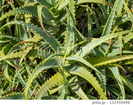 密集して生えているキダチアロエ 132450499