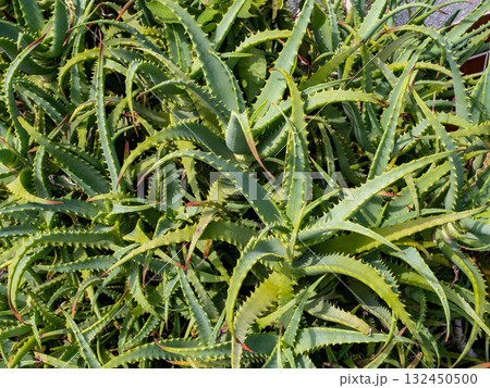 密集して生えているキダチアロエ 132450500