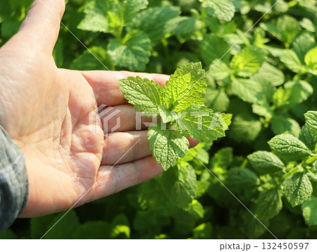 Farmer hold fresh mint plant leaves on a farm, healthy food ingredients Farmer hold fresh mint plant leaves on a farm, healthy food ingredients 132450597