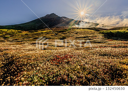 朝陽に輝くチングルマの草原 ― 旭岳の秋景 朝陽に輝くチングルマの草原 ― 旭岳の秋景 132450630