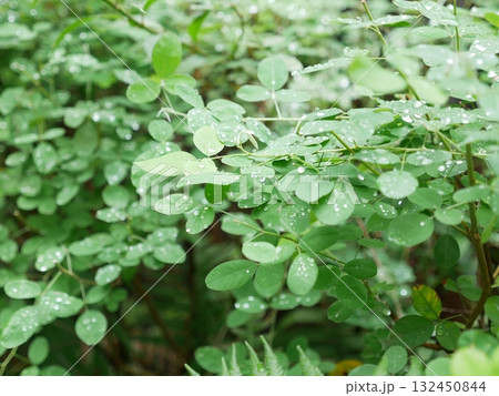 植物 工場 プランツ 132450844