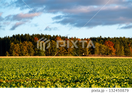 Autumn landscape with colorful trees and forests in shades of orange, red, and yellow near fields and wildlife observation towers, creating a peaceful seasonal scene. 132450879