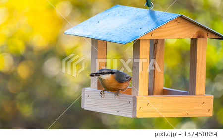 Bird feeder shaped like a small house with a Eurasian nuthatch (Sitta europaea) eating sunflower seeds, set against a soft autumn-colored background. Bird feeder shaped like a small house with a Eurasian nuthatch (Sitta europaea) eating sunflower seeds, set against a soft autumn-colored background. 132450884