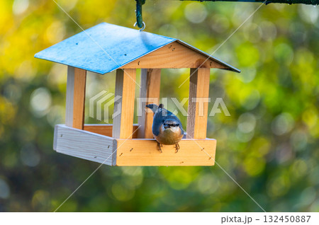 Bird feeder shaped like a small house with a Eurasian nuthatch (Sitta europaea) eating sunflower seeds, set against a soft autumn-colored background. 132450887