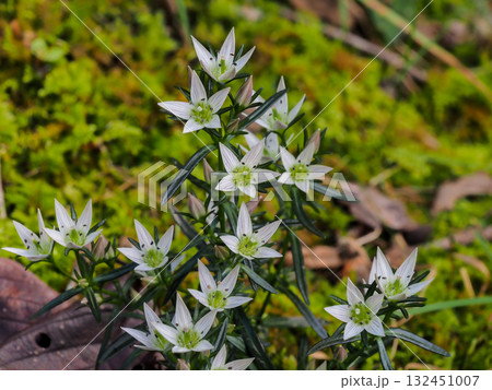 センブリの花 132451007
