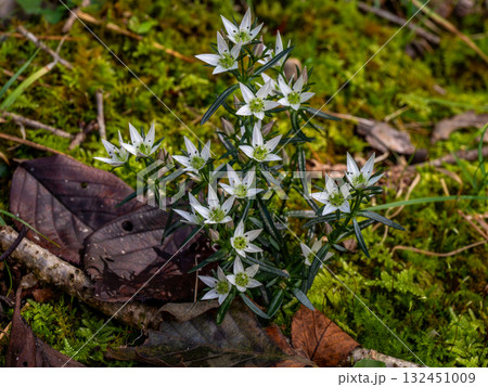 センブリの花 センブリの花 132451009
