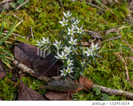 センブリの花 132451014