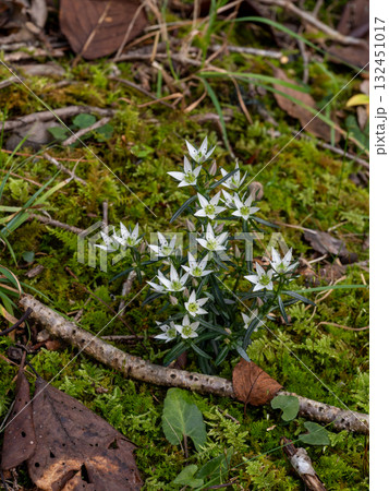 センブリの花 センブリの花 132451017