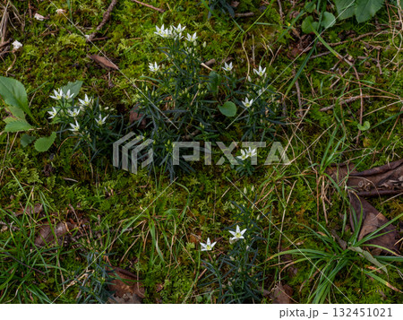 センブリの花 132451021