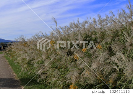 平城宮跡のススキ 132451116