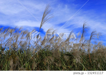 平城宮跡のススキ 132451117
