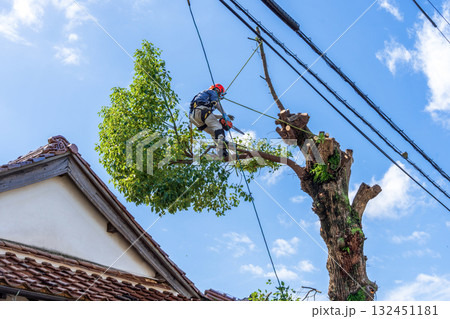 電線までの高さまで伸びたクスノキの強剪定作業 132451181