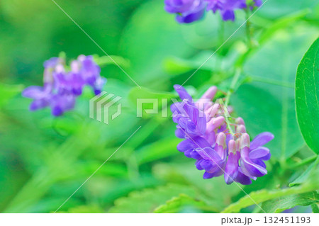 森の中に咲くクサフジの花 132451193