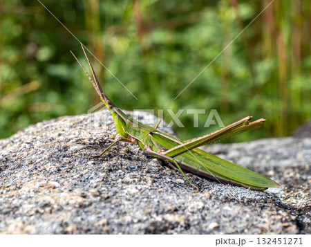 大きな岩の上にいるショウリョウバッタ 大きな岩の上にいるショウリョウバッタ 132451271