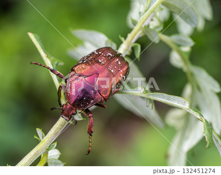 草(ヨモギ)の上にいるシロテンハナムグリ 草(ヨモギ)の上にいるシロテンハナムグリ 132451274