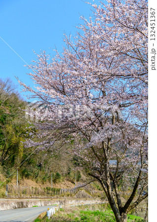 満開に咲いている桜並木のとても美しい春の風景 132451367