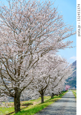 満開に咲いている桜並木のとても美しい春の風景 132451374