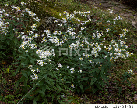 樹陰に咲くシロヨメナ 132451483