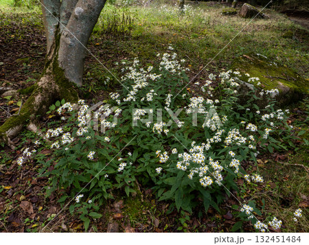 樹陰に咲くシロヨメナ 132451484