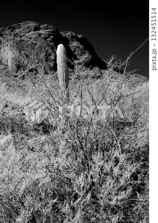 Monochrome Sonoran Desert Arizona Picacho Peak State Park Monochrome Sonoran Desert Arizona Picacho Peak State Park 132451514