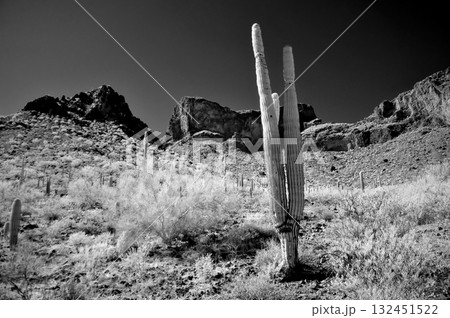 Monochrome Sonoran Desert Arizona Picacho Peak State Park 132451522