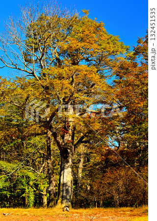 奥日光　初秋　西ノ湖の紅葉 132451535