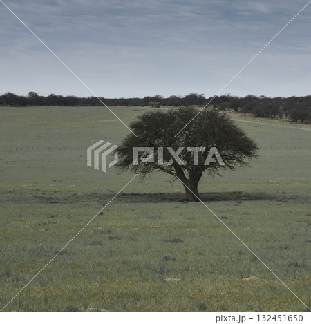 Pampas countryside landscape, La Pampa province, Patagonia, Argentina. 132451650