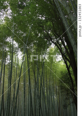 京都・嵯峨野の竹林の小径を見上げる 京都・嵯峨野の竹林の小径を見上げる 132451863