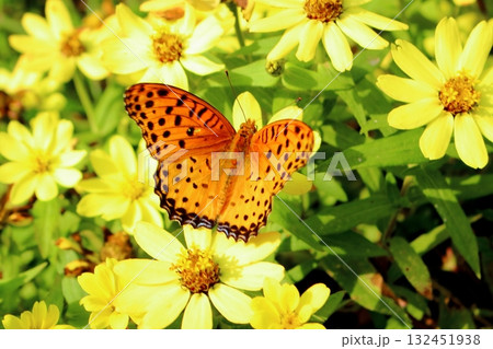 花畑に蝶のツマグロヒョウモンが飛んできました 花畑に蝶のツマグロヒョウモンが飛んできました 132451938