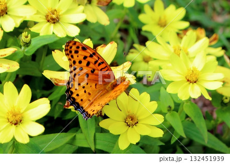 花畑に蝶のツマグロヒョウモンが飛んできました 花畑に蝶のツマグロヒョウモンが飛んできました 132451939